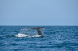 座头鲸捕食磷虾：奇妙捕食方式的探秘