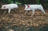 广西巴马香猪：独特的香味与养殖传统